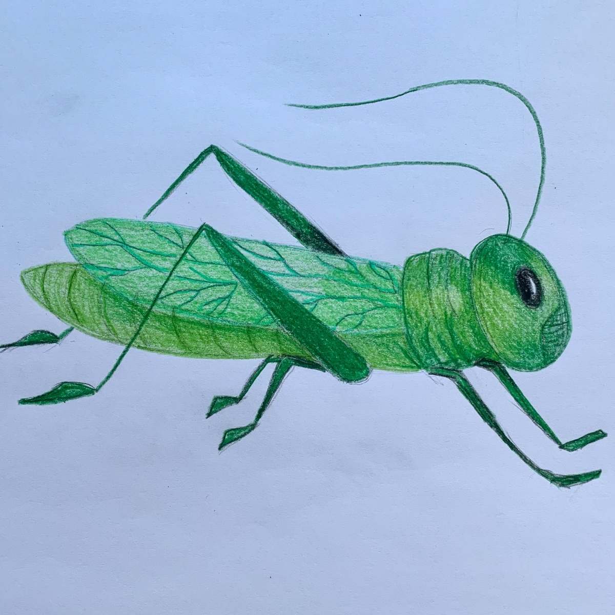 How to color a grasshopper with viens