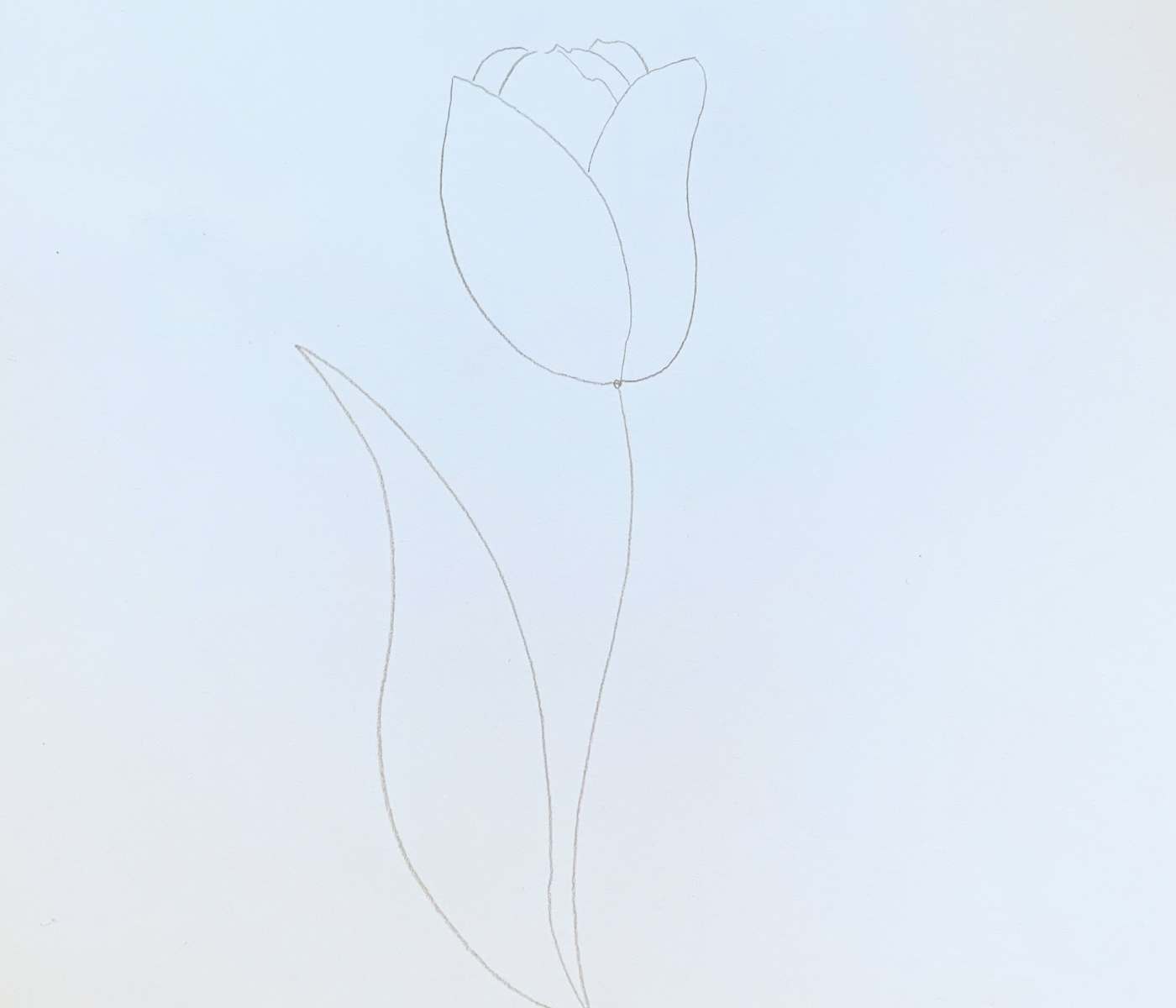 How to draw a tulip leaf