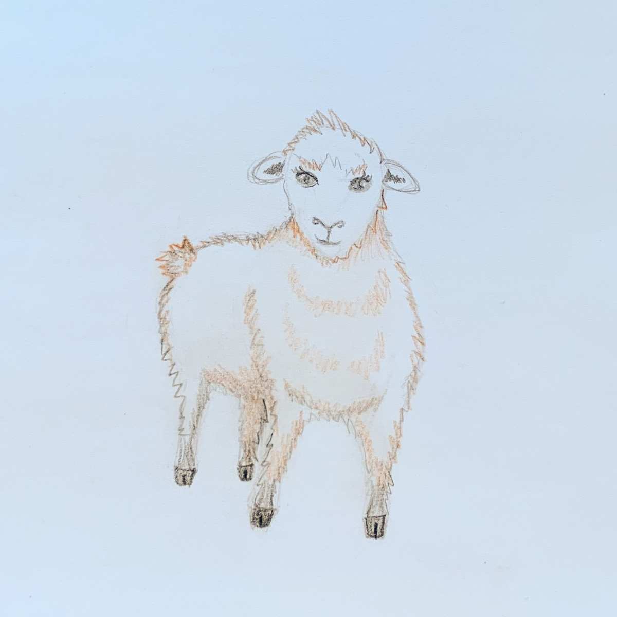How to color a sheep