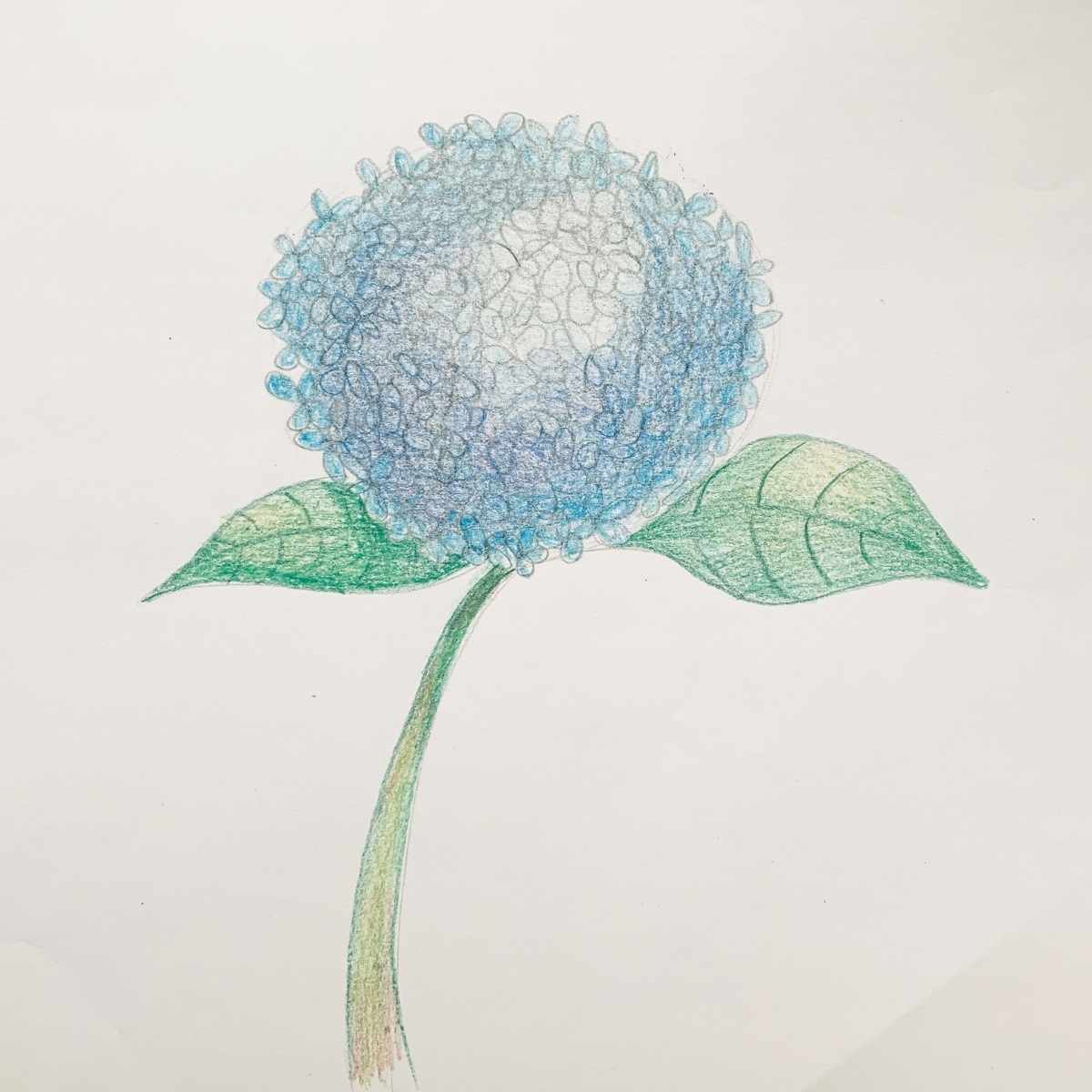 How to draw a Hydrangea step by step instructions 